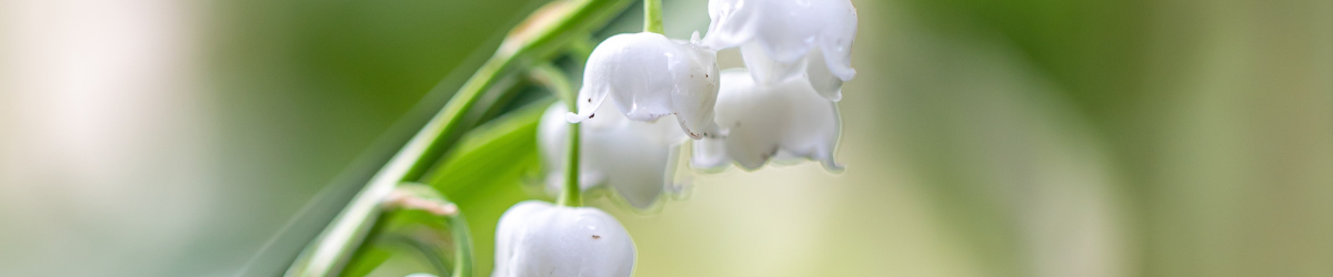 Bannière blog Aquarelle (7)