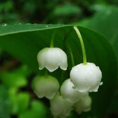 muguet-clochettes-450