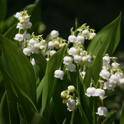 muguet-450x450 muguet-450x450