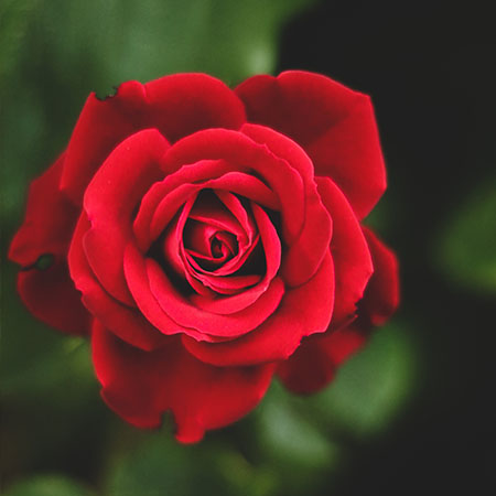 Nöel la Fête des Mères petit amie anniversaire couple Sant Jordi decoration ♥ Rose Éternelle en Fer Forgé Rouge avec piédestalIdéal comme cadeau pour Saint Valentin intérieur 